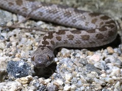 Hypsiglena ochrorhynchus klauberi