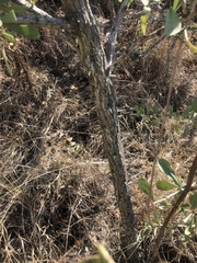 Gymnosporia glaucophylla