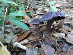 Cortinarius kioloensis