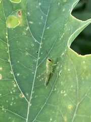 Cyrtacanthacridini