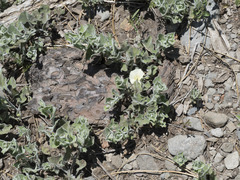 Calystegia malacophylla malacophylla