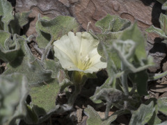 Calystegia malacophylla malacophylla