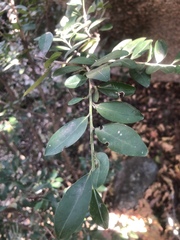 Erythroxylum emarginatum