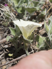 Calystegia malacophylla malacophylla