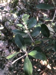 Erythroxylum emarginatum
