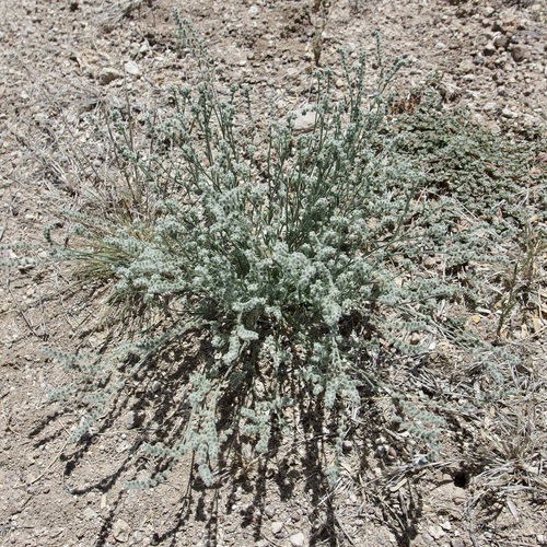 Image of Johnstonella pusilla by (c) Sue Carnahan, some rights reserved (CC BY)