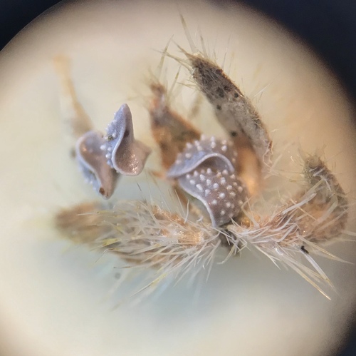 Image of Johnstonella pusilla by (c) Sue Carnahan, some rights reserved (CC BY)