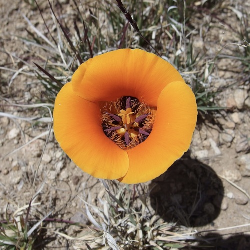 Desert mariposa lily (Calochortus kennedyi)