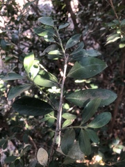 Erythroxylum emarginatum