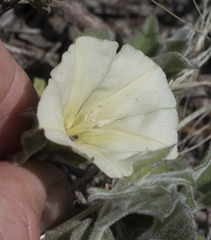 Calystegia malacophylla malacophylla