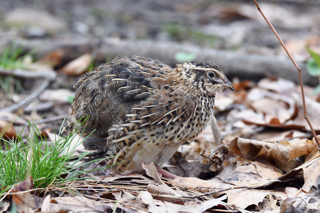 Japanese Quail photo