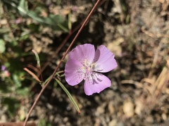 Clarkia bottae