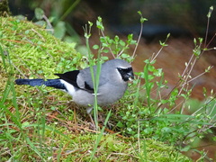 Pyrrhula owstoni
