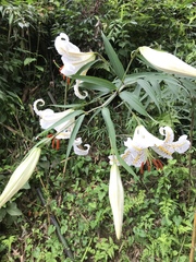 Lilium auratum