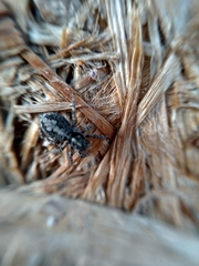 Attulus terebratus