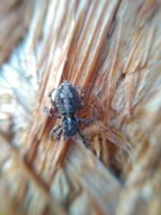 Attulus terebratus