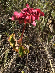 Begonia bracteosa