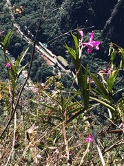 Sobralia dichotoma
