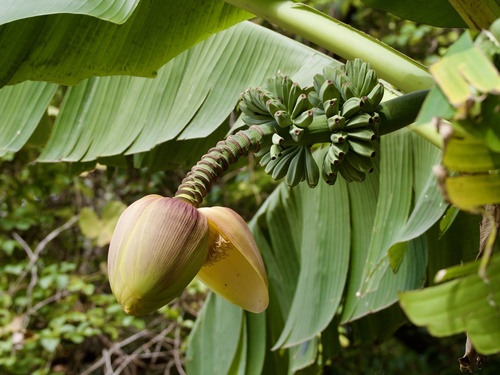 Musa basjoo