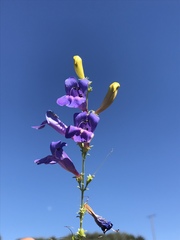 Penstemon heterophyllus