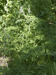 Corydalis caseana caseana