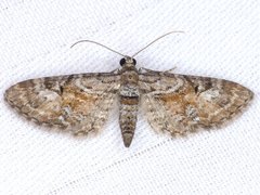 Eupithecia anticaria