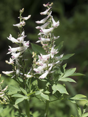 Corydalis caseana caseana