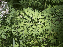 Corydalis caseana caseana
