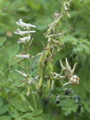 Corydalis caseana caseana