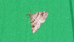 Xanthorhoe abrasaria