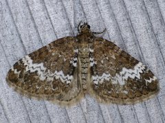 Perizoma alchemillata