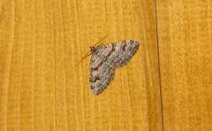 Xanthorhoe abrasaria