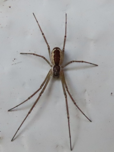Filmy Dome Spider photo 4