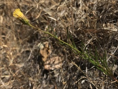 Erigeron reductus angustatus