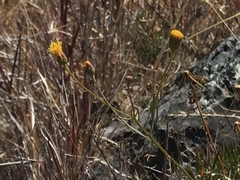 Erigeron reductus angustatus