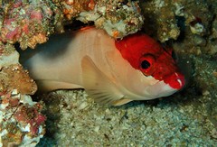 Blacktip Grouper photo 5