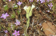 Castilleja tenuis