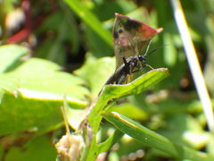 Orthocephalus saltator