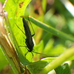 Orthocephalus saltator