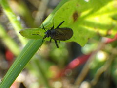 Orthocephalus saltator