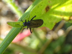 Orthocephalus saltator