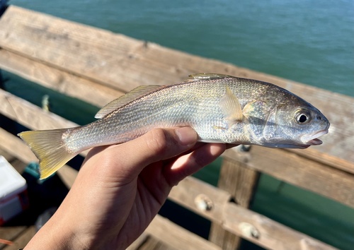 Croaker (Genyonemus lineatus) — Sciaenidae — 2