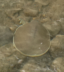 Apalone spinifera guadalupensis