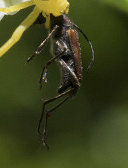 Anastrangalia sanguinea