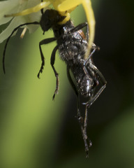 Anastrangalia sanguinea