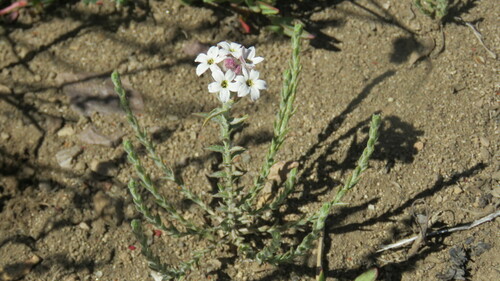 Arjona tuberosa (Arjona tuberosa)