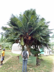 Cycas thouarsii, photograph (c) Rob Foster, some rights reserved (CC BY)