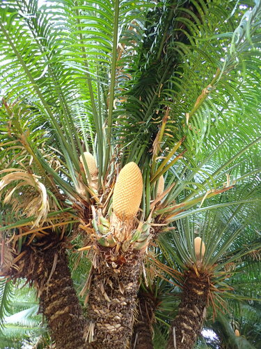 Cycas thouarsii