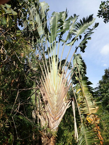 Image of Ravenala madagascariensis by (c) Rob Foster, some rights reserved (CC BY)