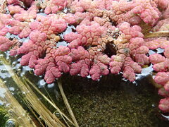 Red Azolla (Azolla rubra)